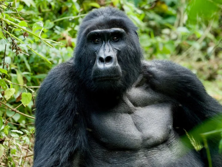 Uganda Gorilla & White-Water Expedition