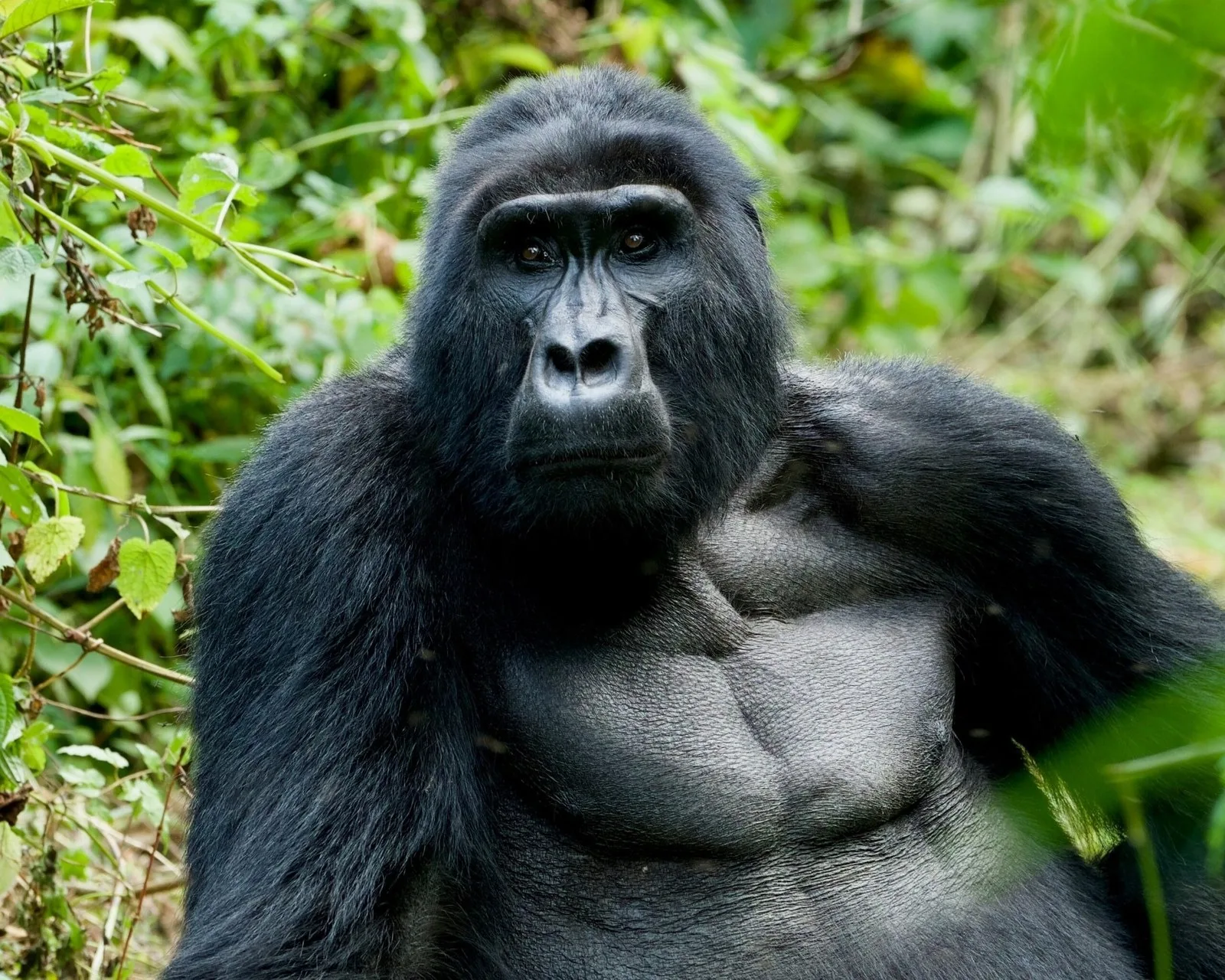 Uganda Gorilla & White-Water Expedition